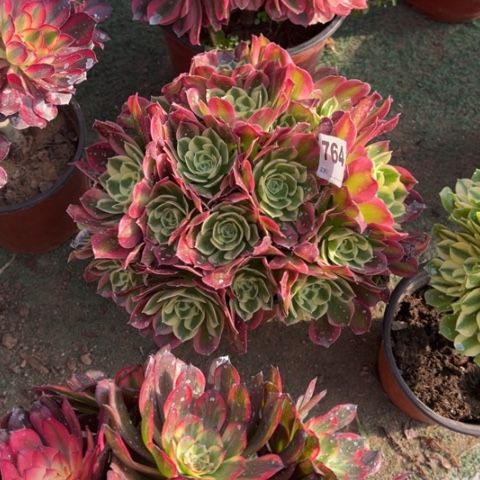 用****8764白凤朵朵多肉