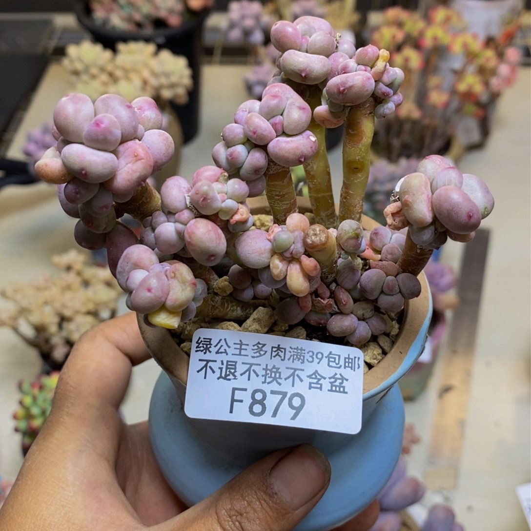 879苹果奶四代有断枝