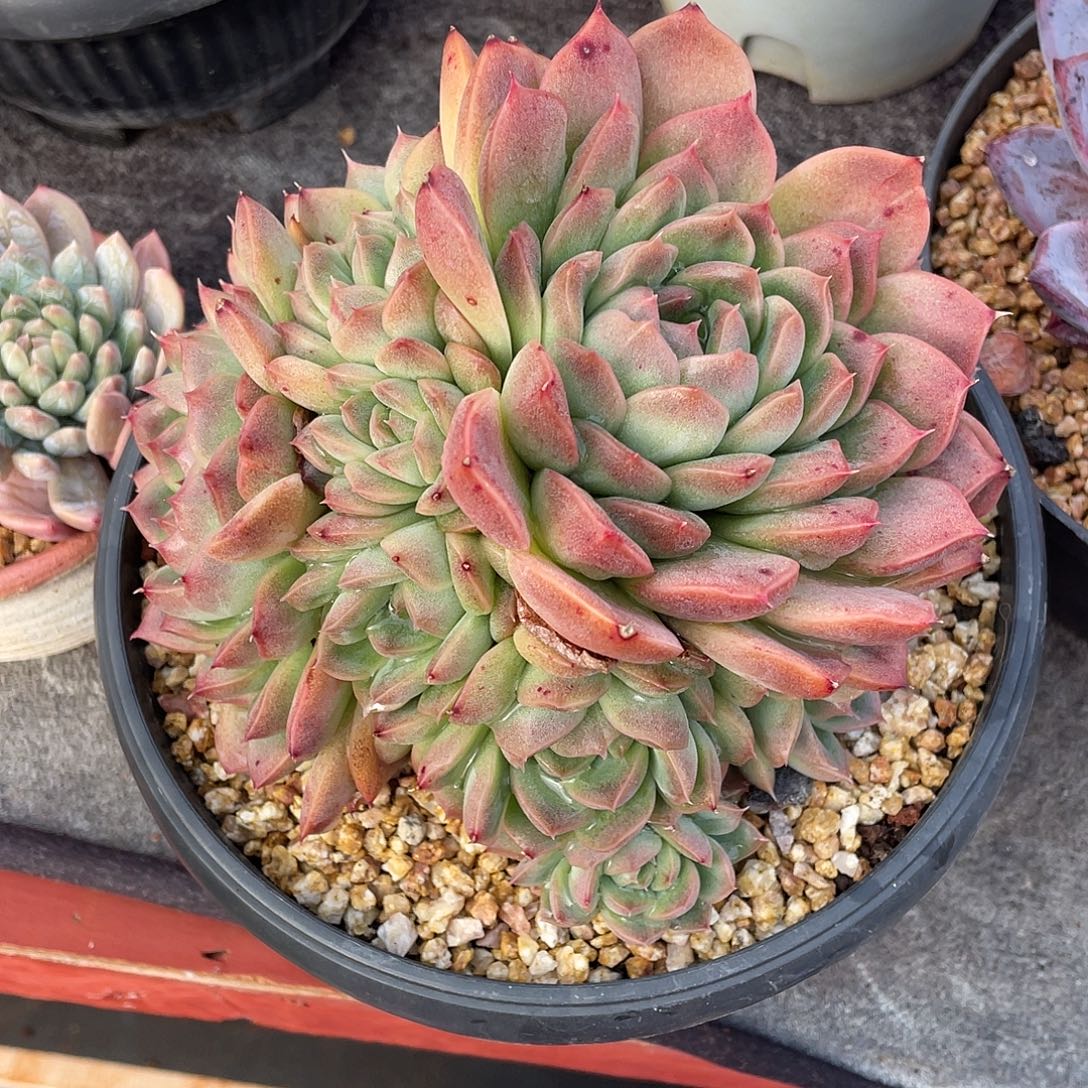 多肉植物一物一拍