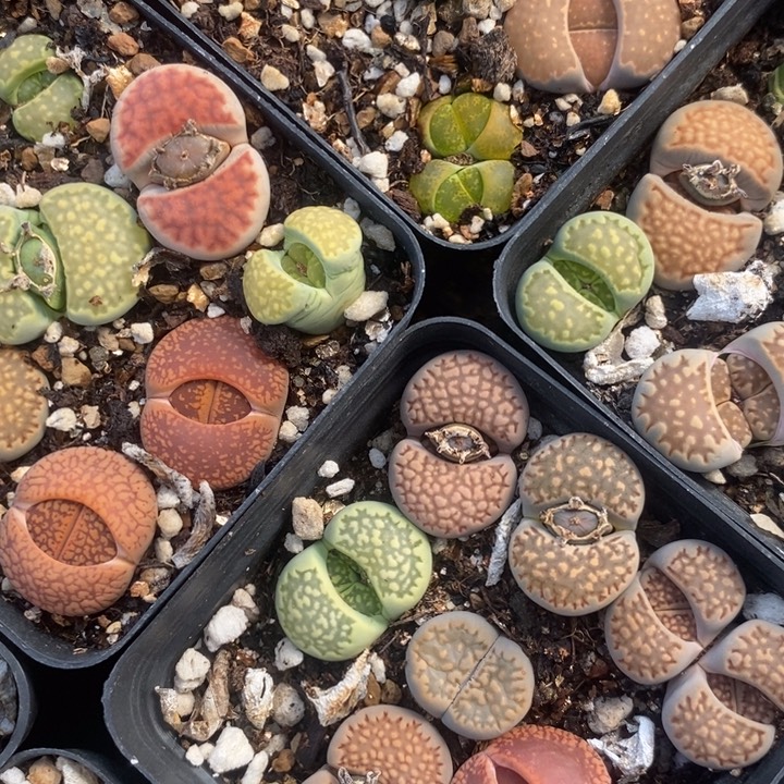 生石花五颗一组一组