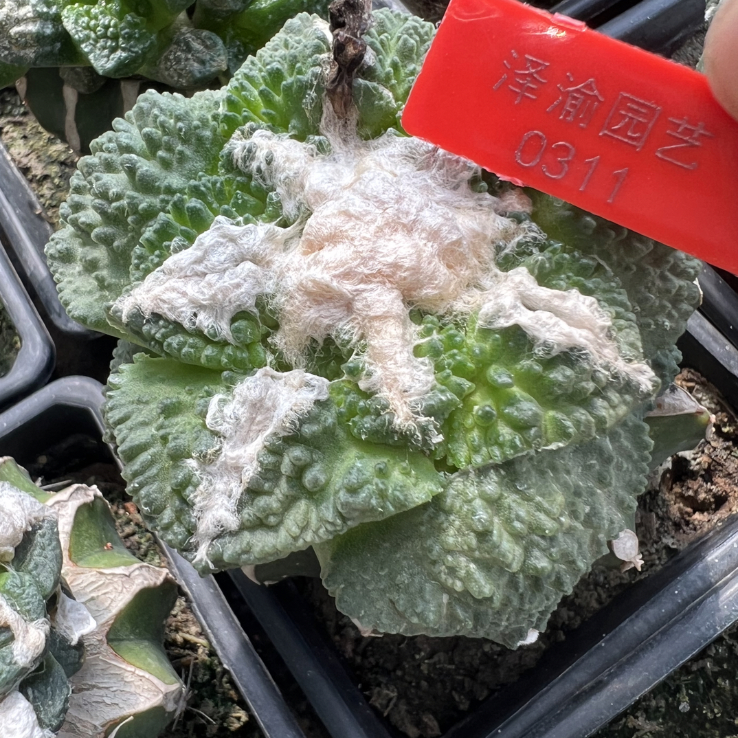 0311号草球苗接怒涛牡丹，辛顿牡丹，黑牡丹，各种牡丹锦，一物一拍