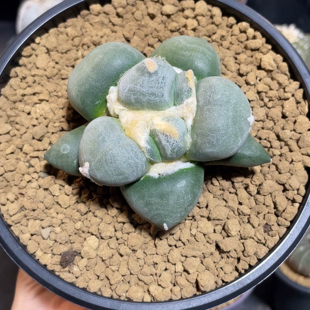 丸叶青瓷牡丹带盆