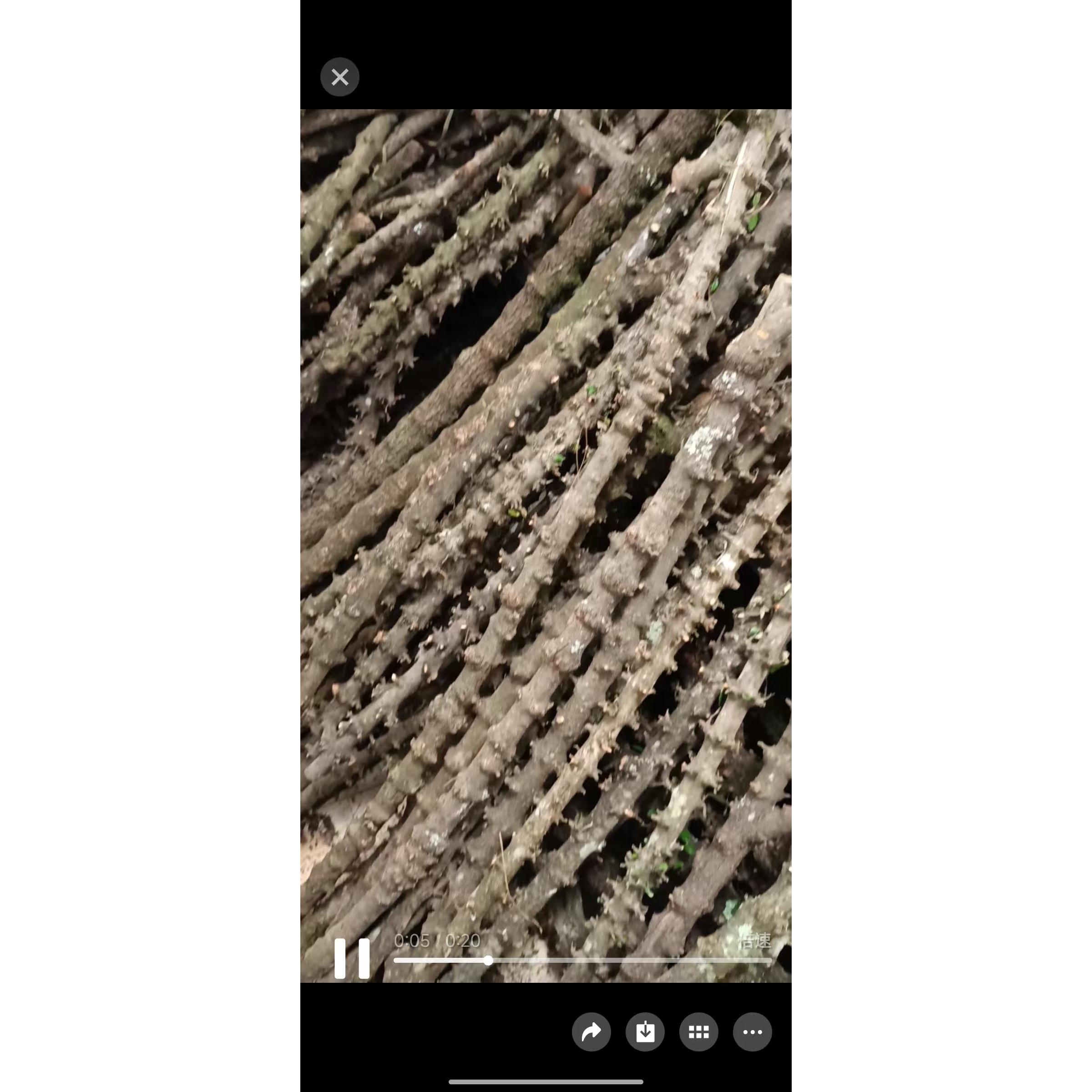 云南南对节登山棍