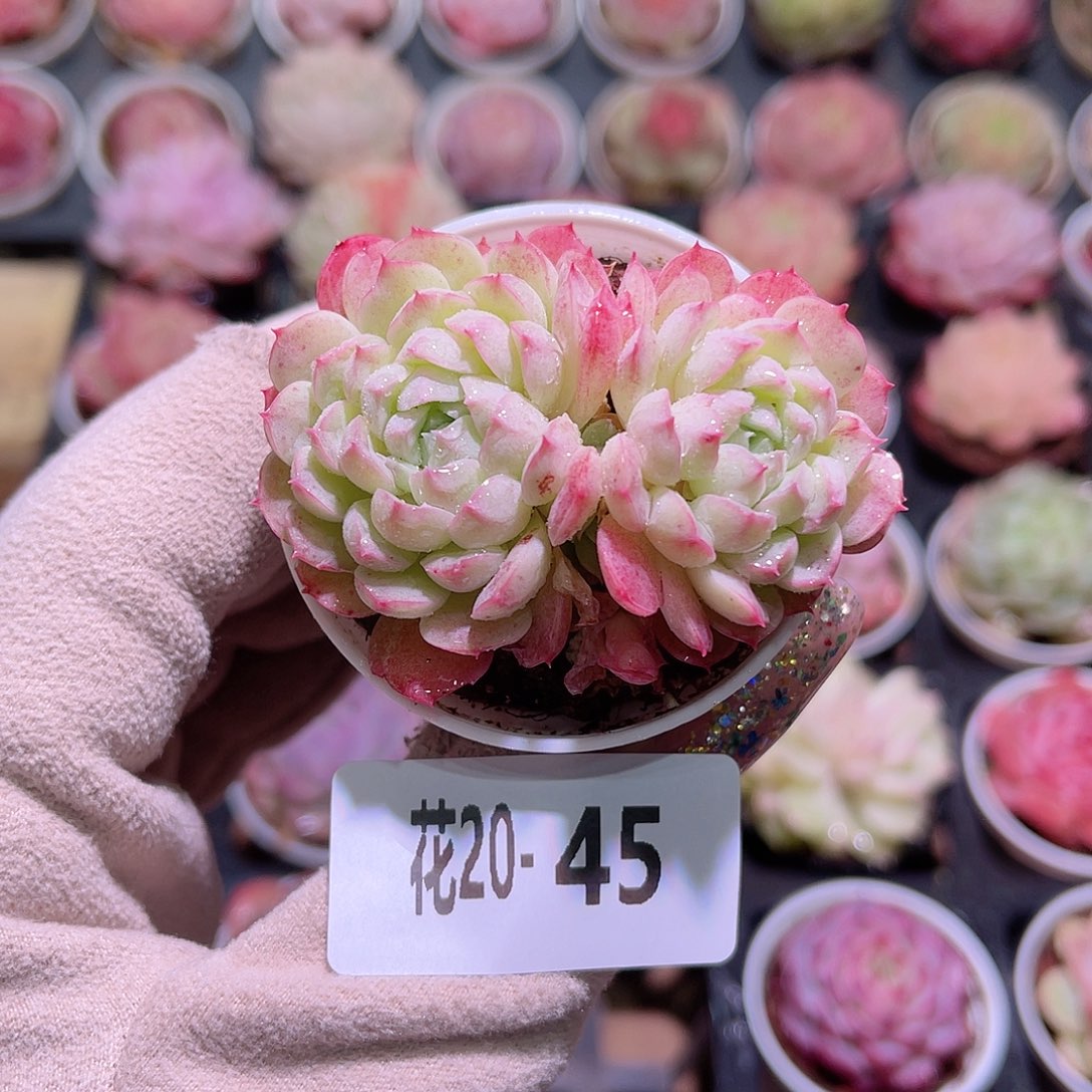 花利美20-45新品双头