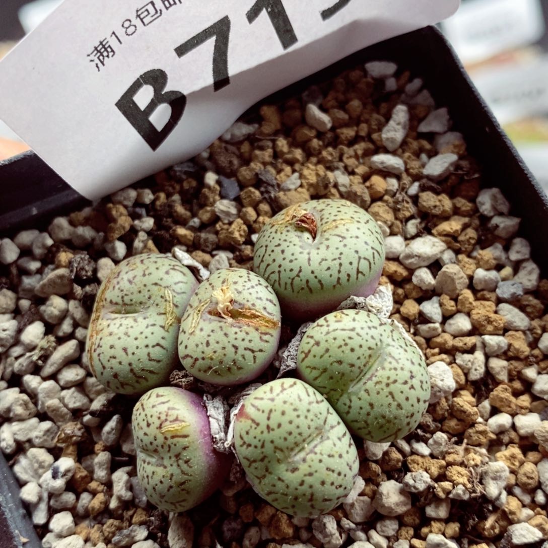 我的小姐姐们都是我715