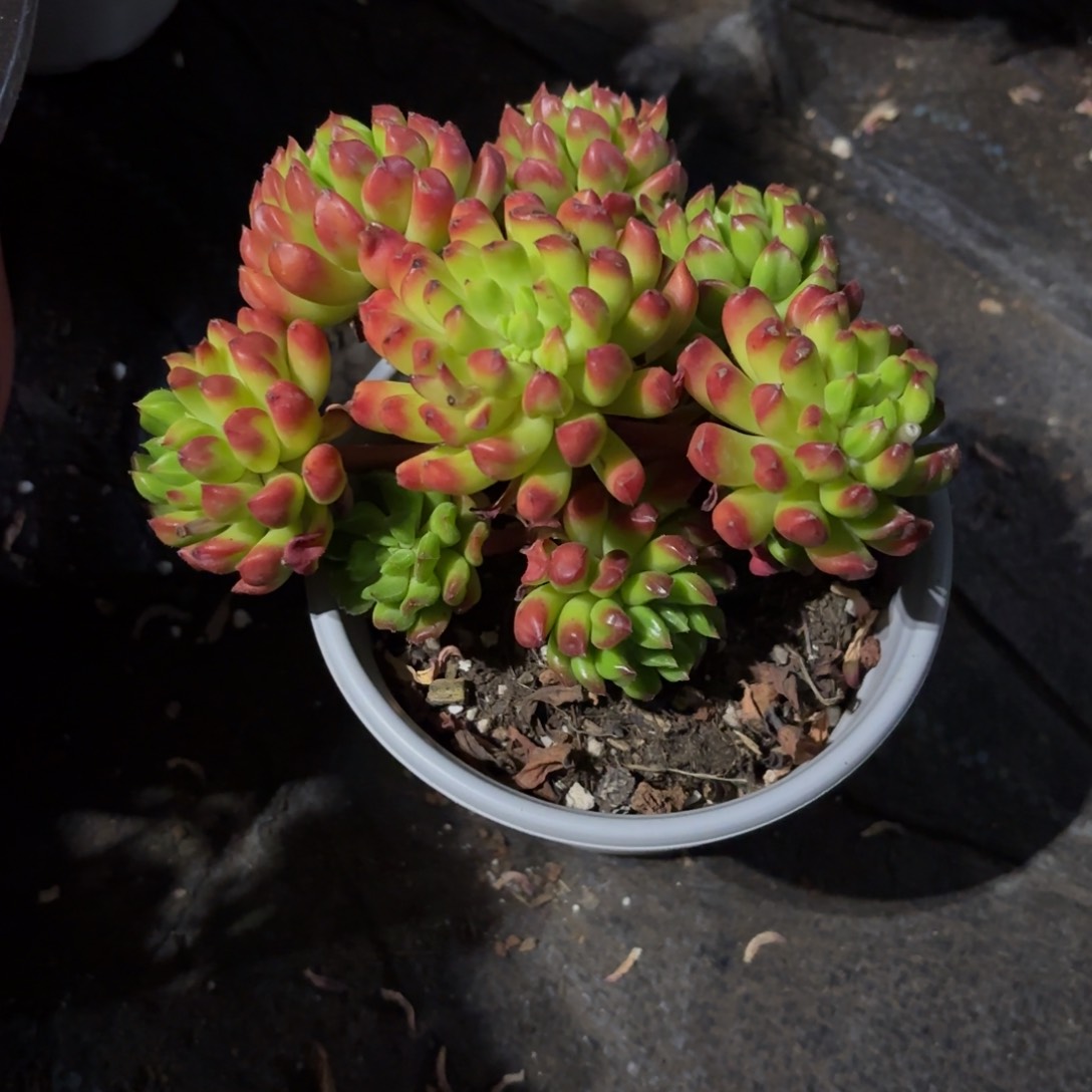 小灯笼福利新疆包邮