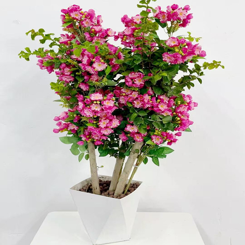 B彩色紫薇苗盆栽地栽均可当年开花耐寒耐热适合多场景种植