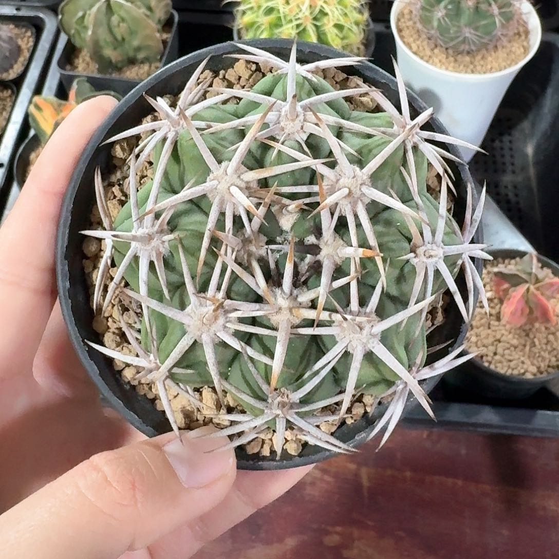 碧岩玉仙人球123