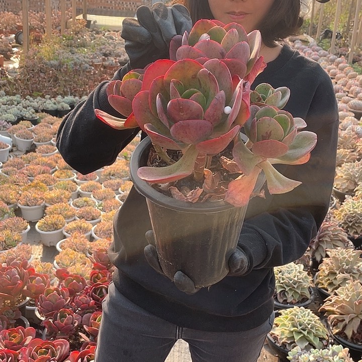 大唐玫瑰19.8米 量拍多肉