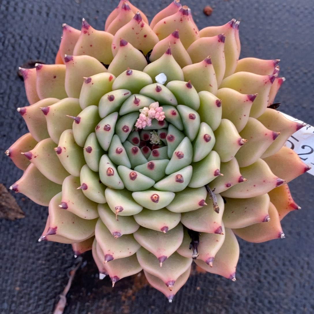 7521杂交多肉老桩