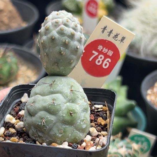 自根双头习志野一颗