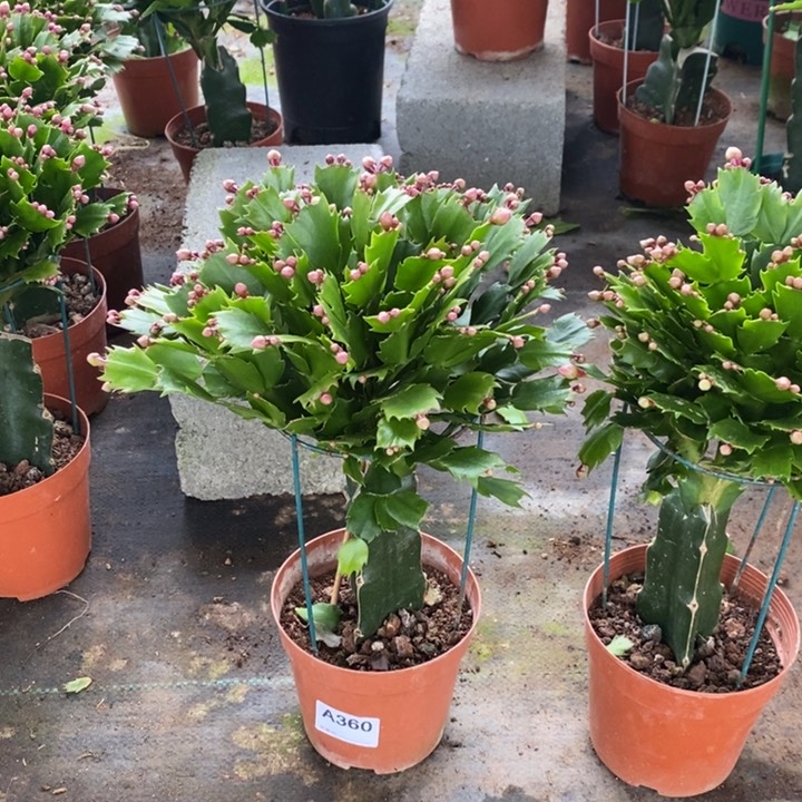 当前无花栽培后可以开花贺**^360嫁接黄索