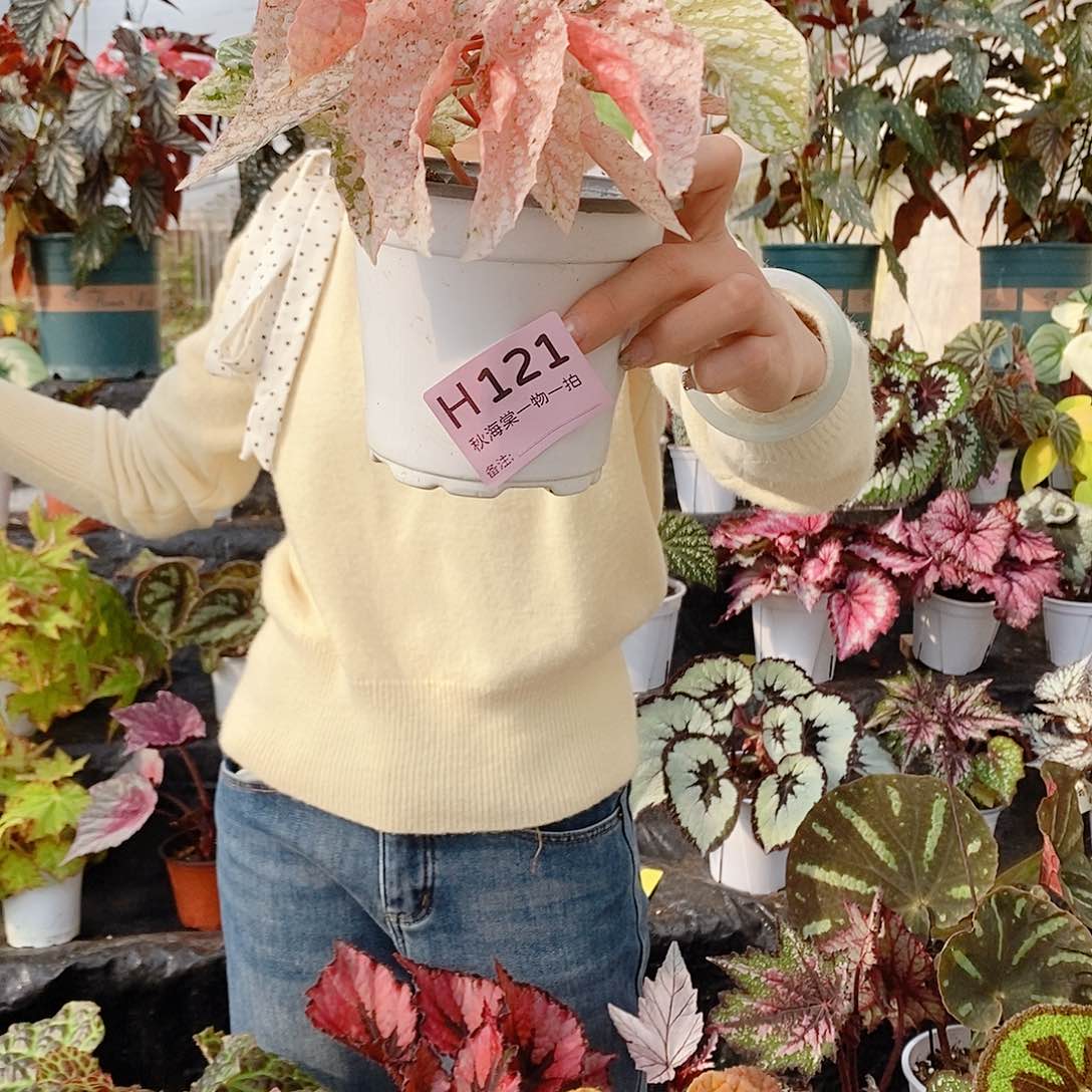 不开花植物芝***?秋海棠121