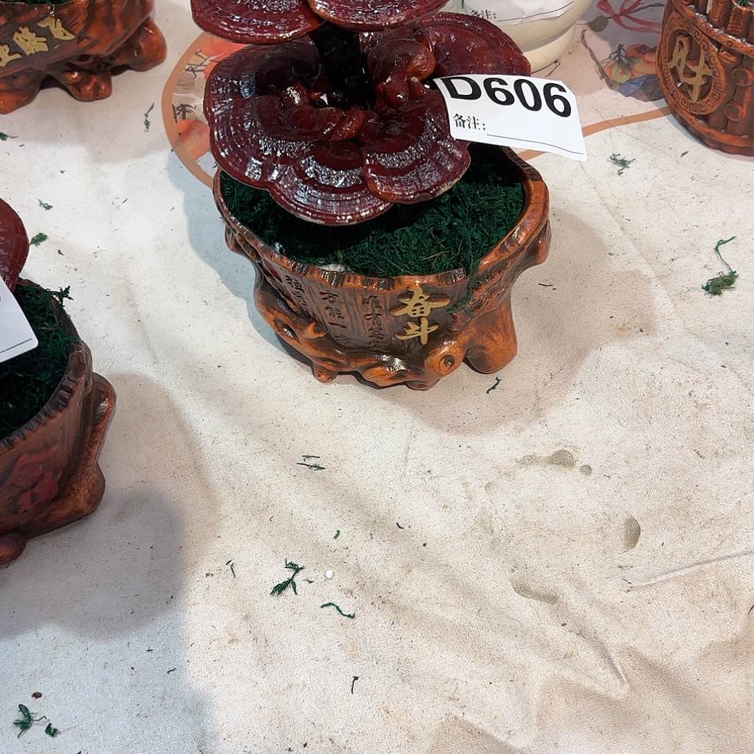 许***尘无花朵灵芝88888888888888