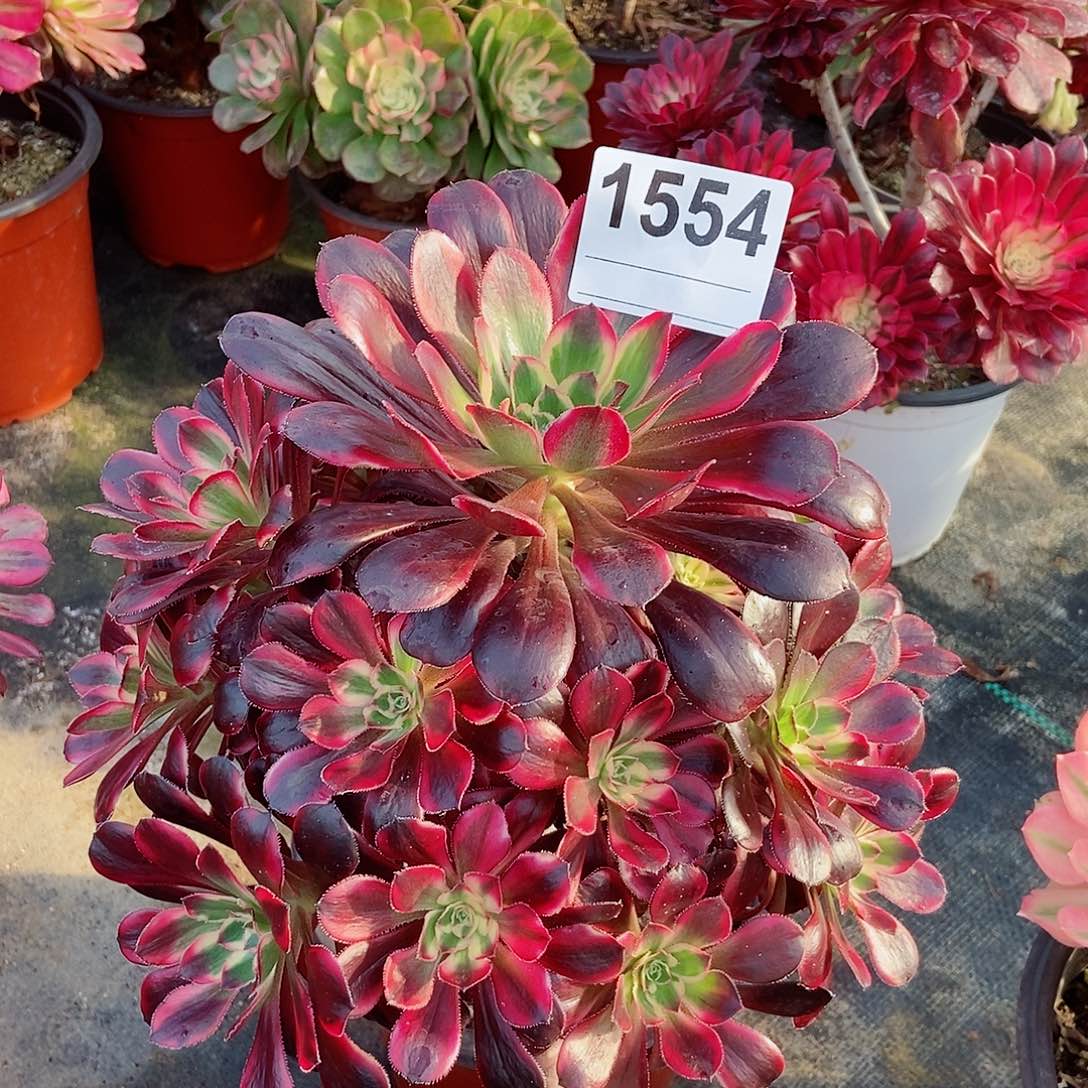 红陶贞1554丽娜4多肉阴阳