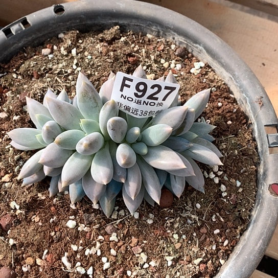 黄胖体哥特927 亏本处理退款拉黑需延迟发货