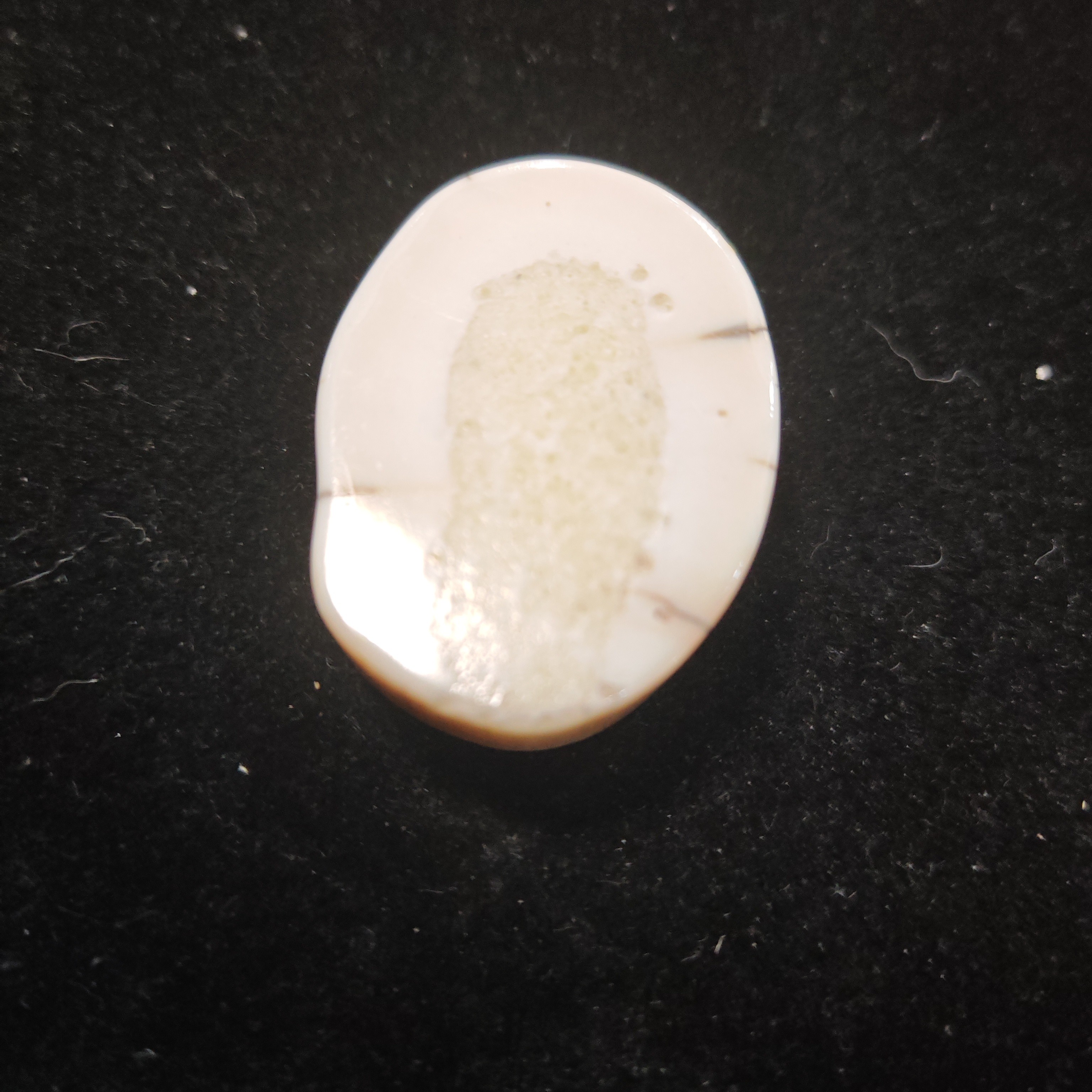 猛犸猛犸虬饼子WW571