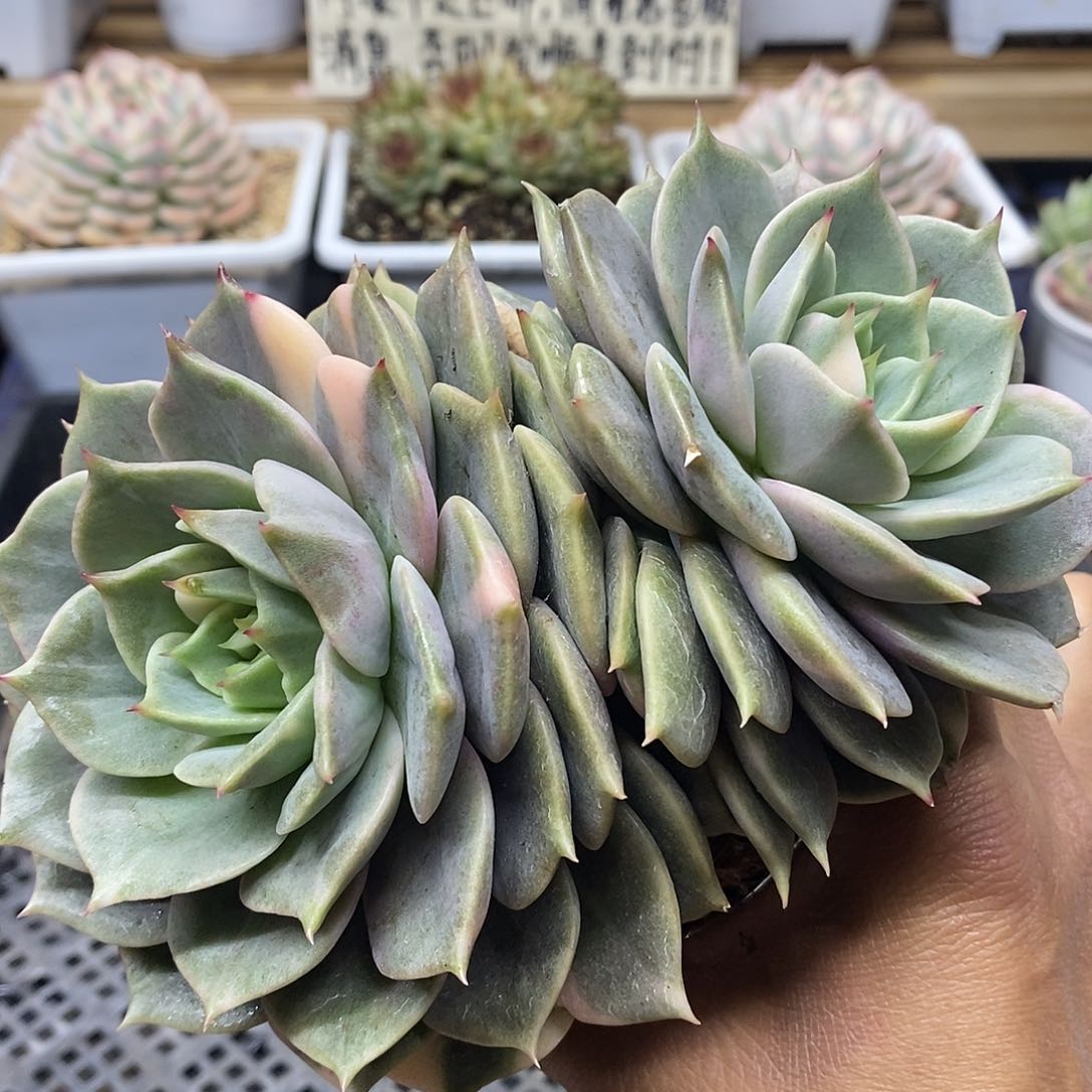1366 福利贝加尔湖花脸锦 不售后