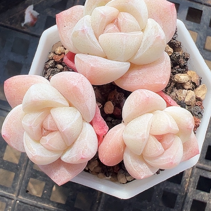 多肉白底冰玉3头1259