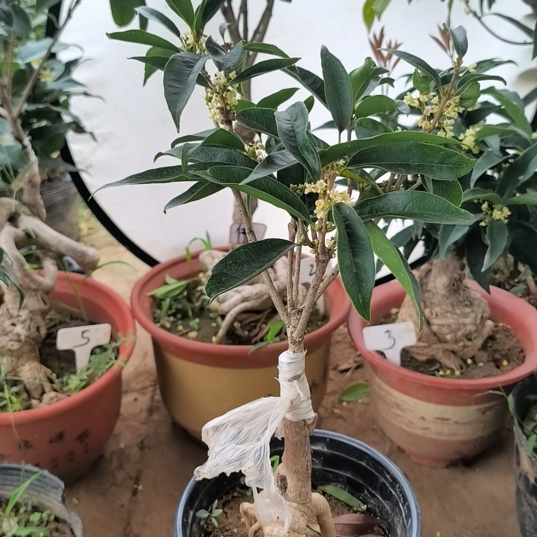 一***刘完全开放四季桂佛