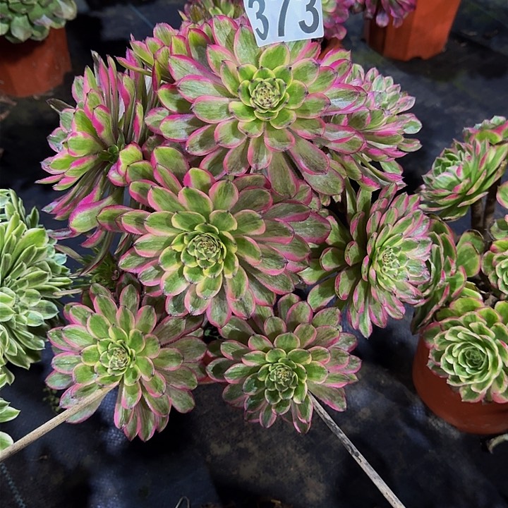 000000000000373粉霞