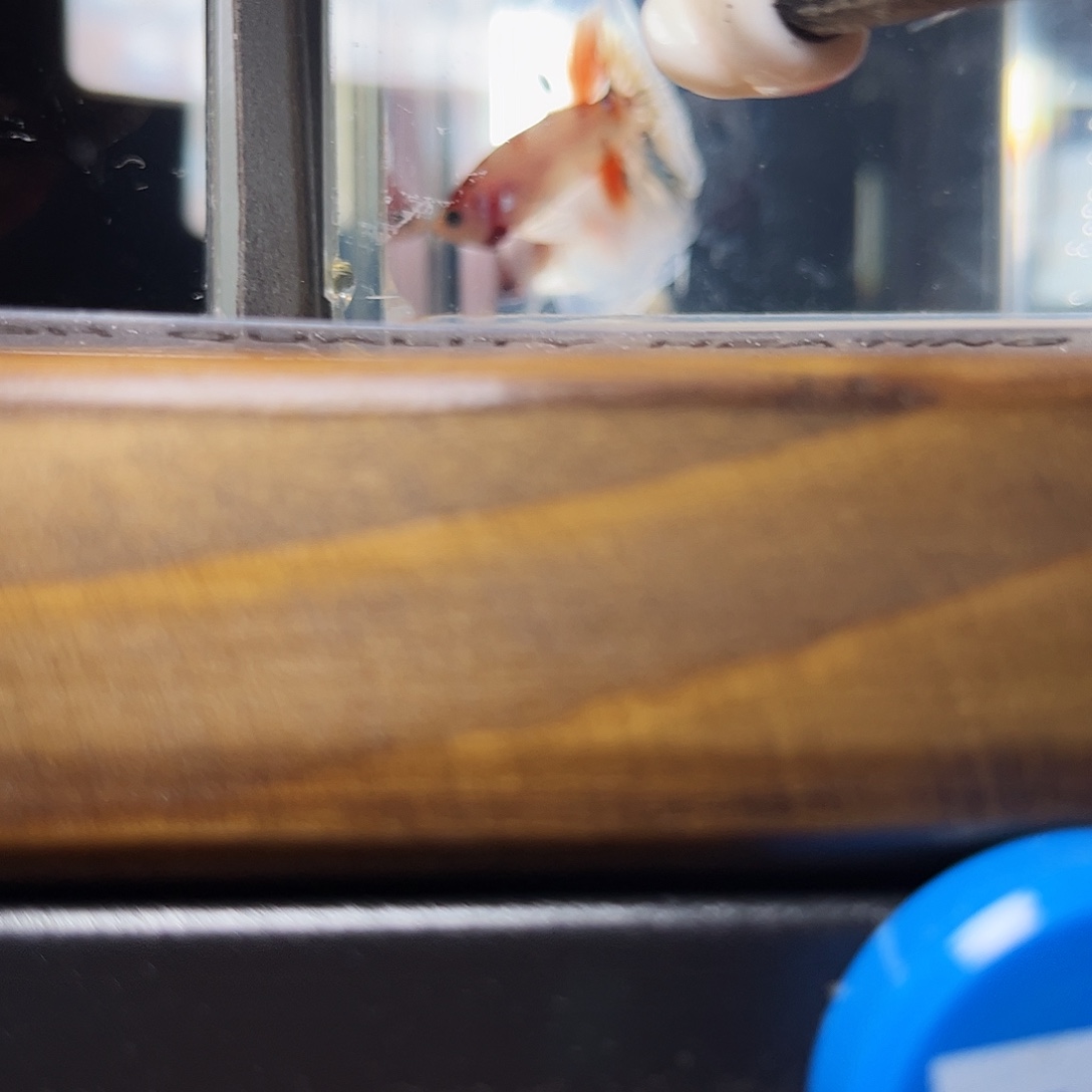 海水鱼宙斯斗鱼竞拍12-17