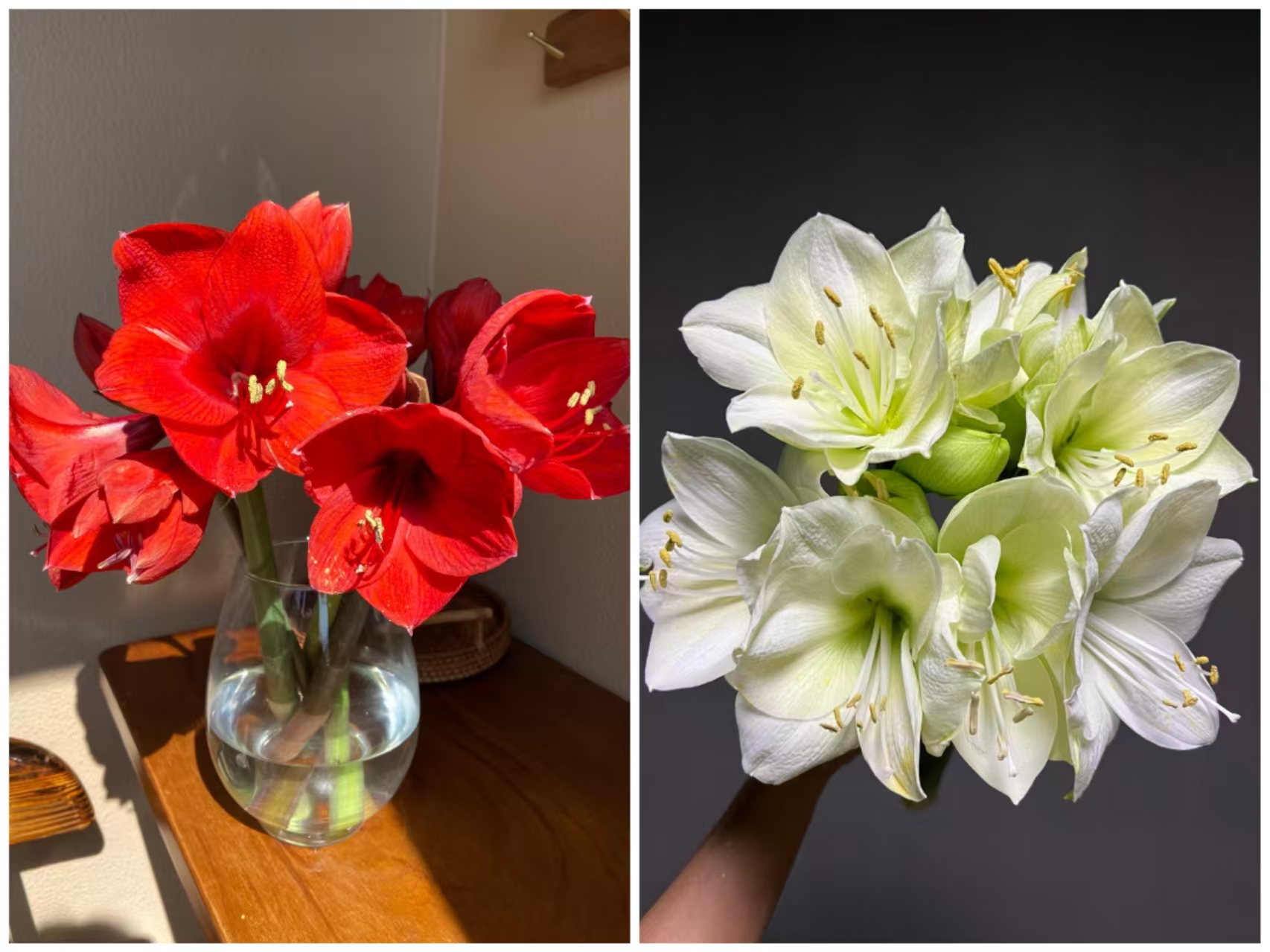 【买一送一】朱顶红鲜切花 红狮 云南鲜花  家用花材 家养水养