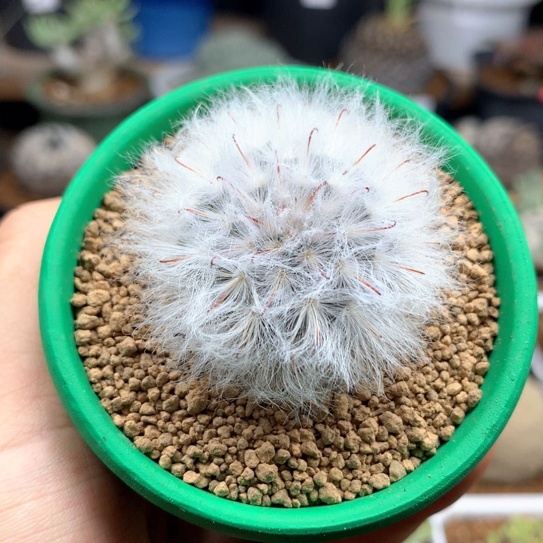 实生白云高沙送盆