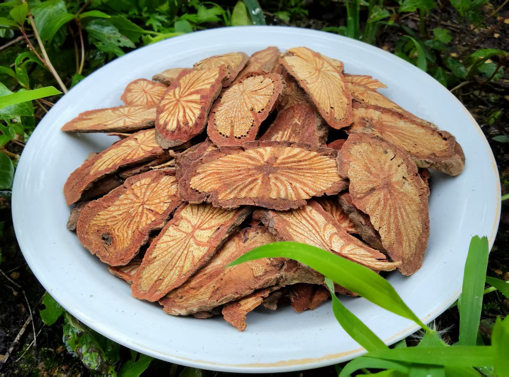 （雪塞通）贵州五花血藤 大红藤 泡水泡酒皆可