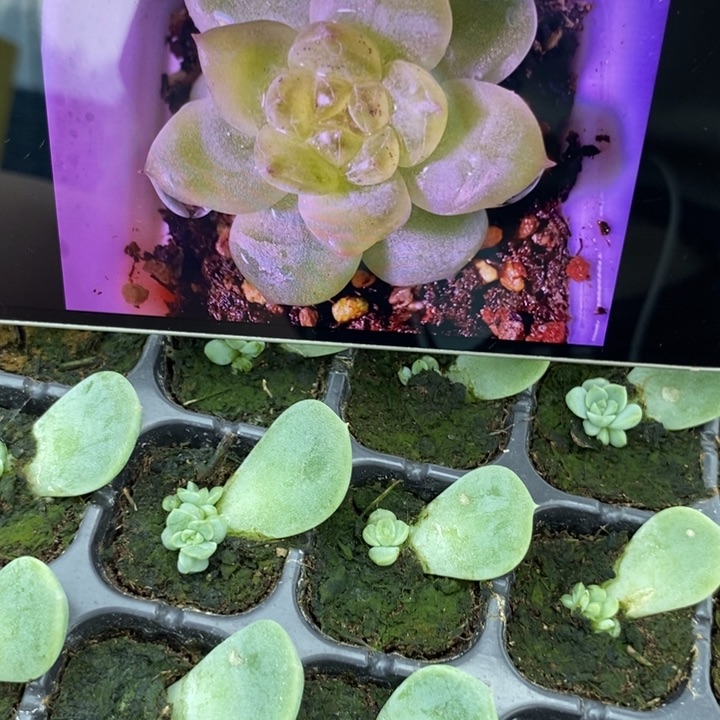 甜心t76芽苗一个注意是t