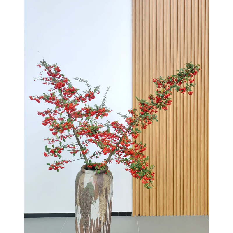 火棘果丨盛夏的果实  小冬青