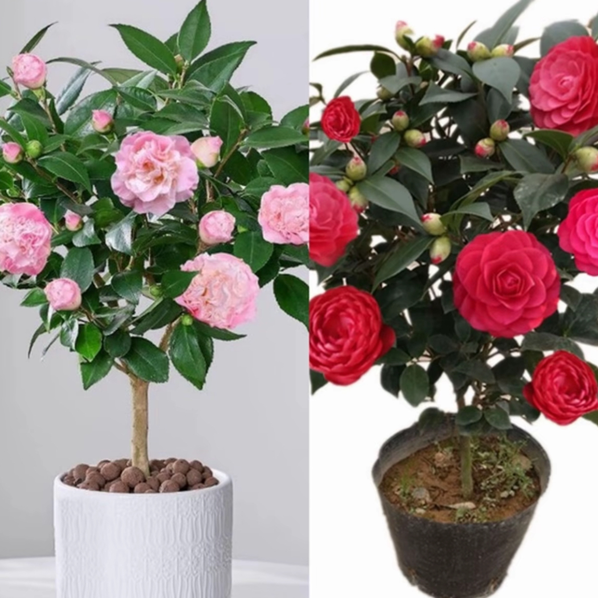 六年[两颗]香妃加红赤单[40-55高]耐寒耐热好养易活