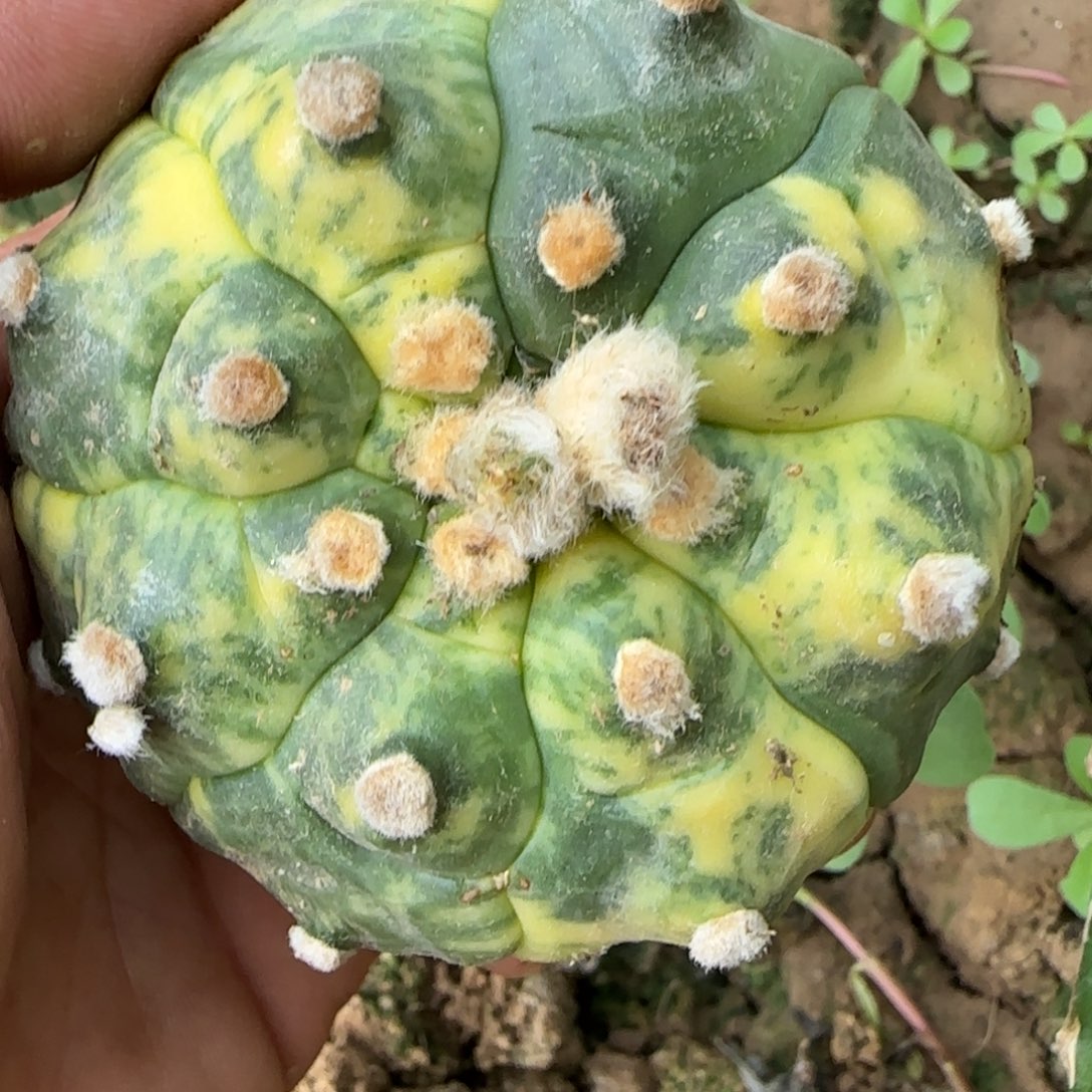 【闪购商品】无花朵龟甲兜散斑锦