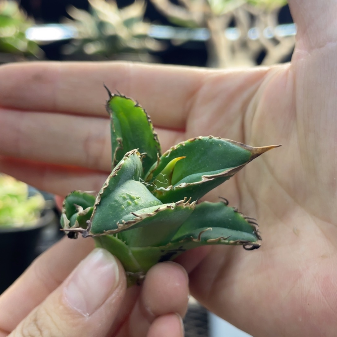 【闪购商品】穿山甲 頂牙