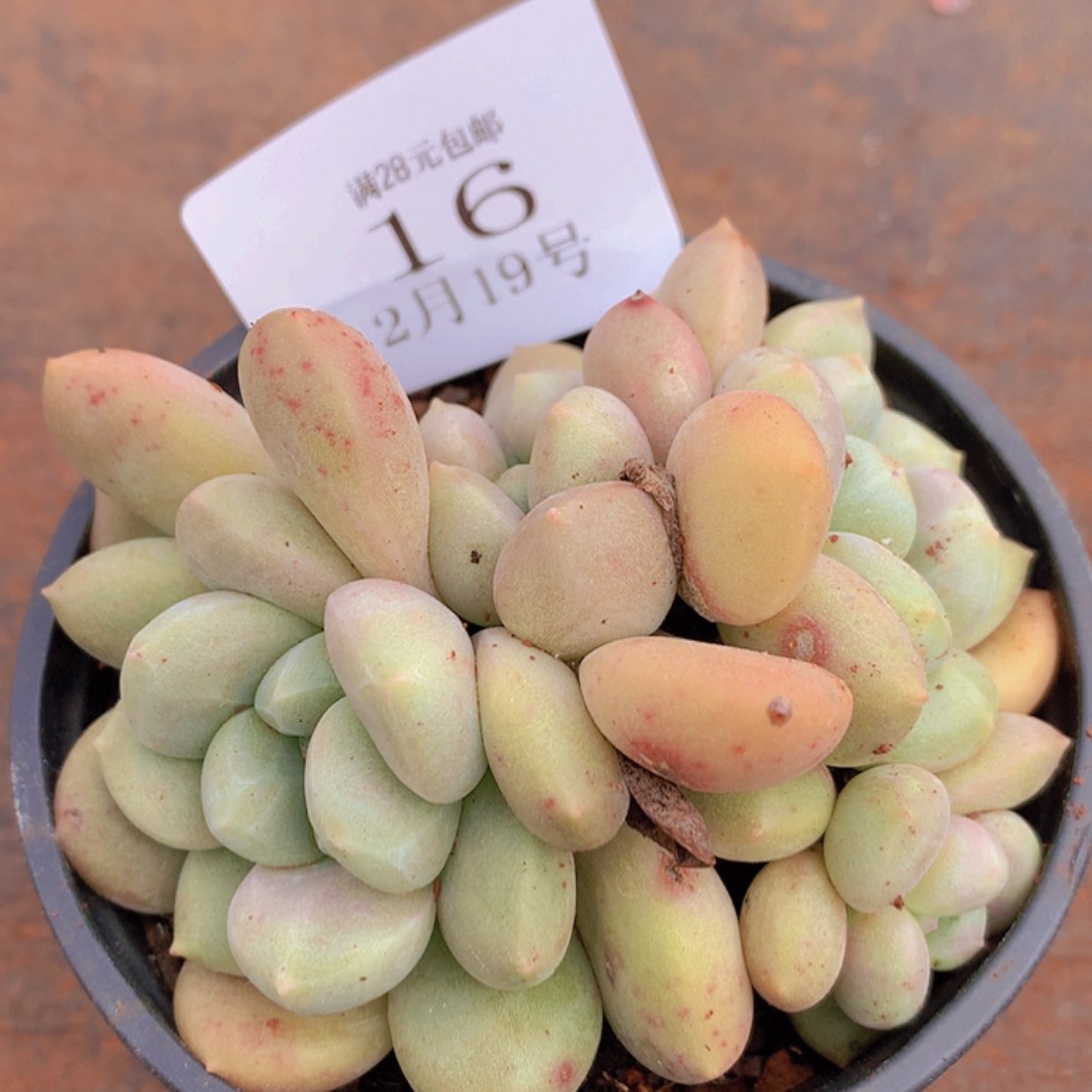 【闪购商品】云16号