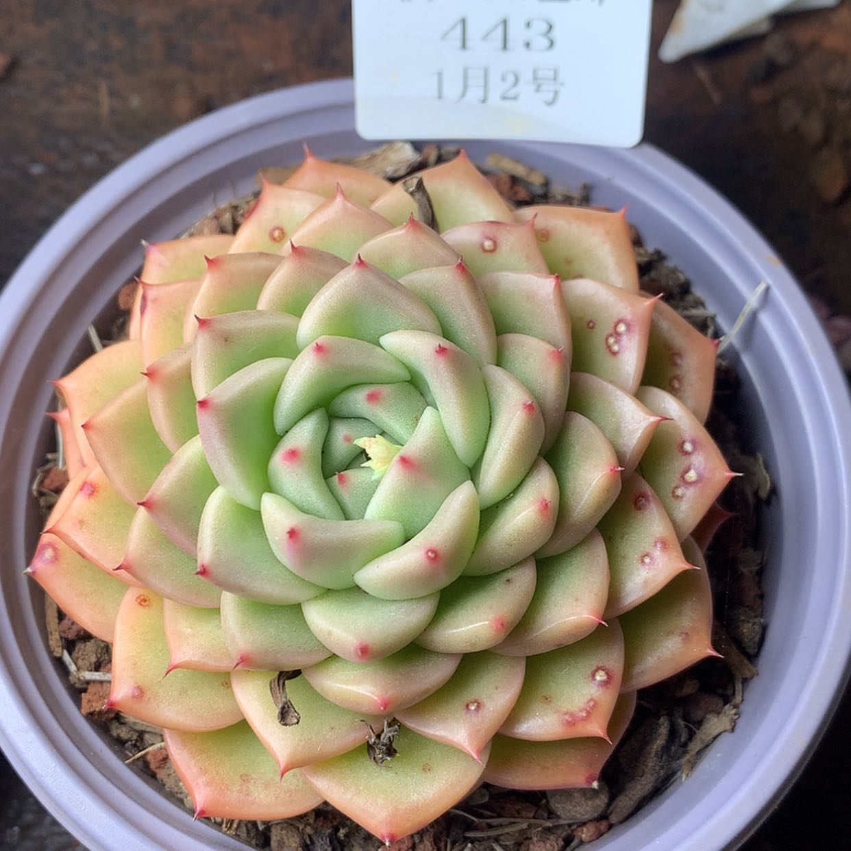 【闪购商品】云443号