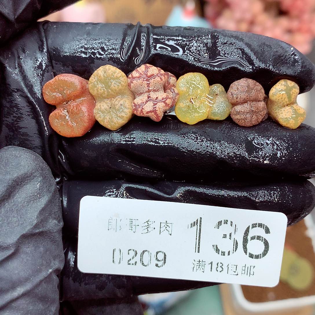 生石花满18包邮9-136