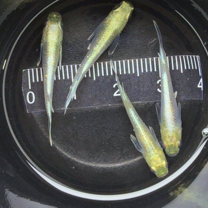 青鳉鱼帝姬买3送1，16号