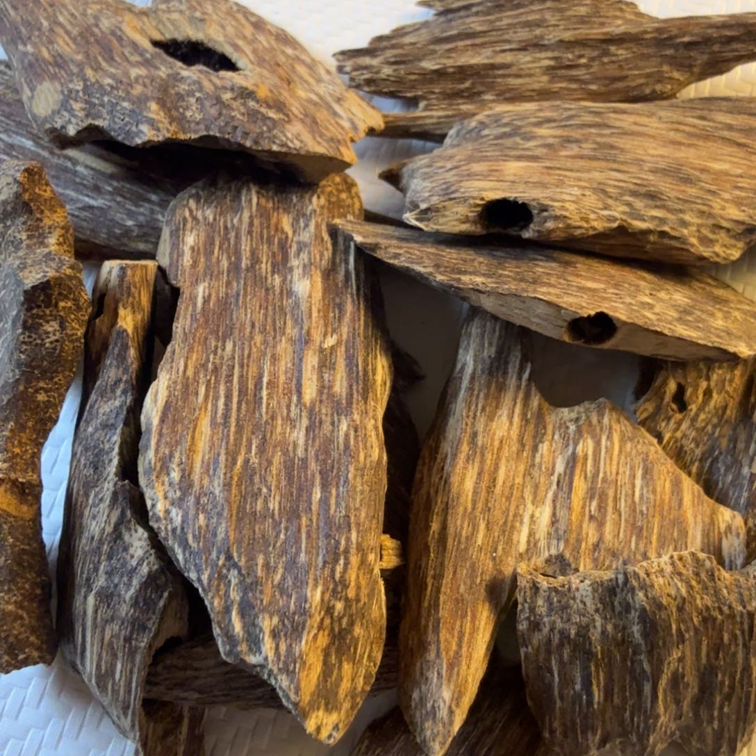 港虫漏树心油6克多样性发一