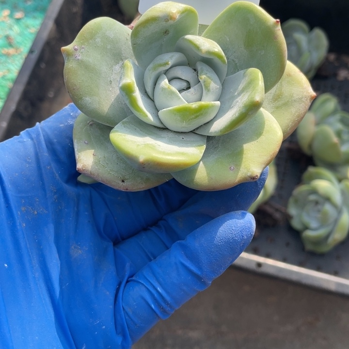 427号普芙雾冷塔杂拇指多肉