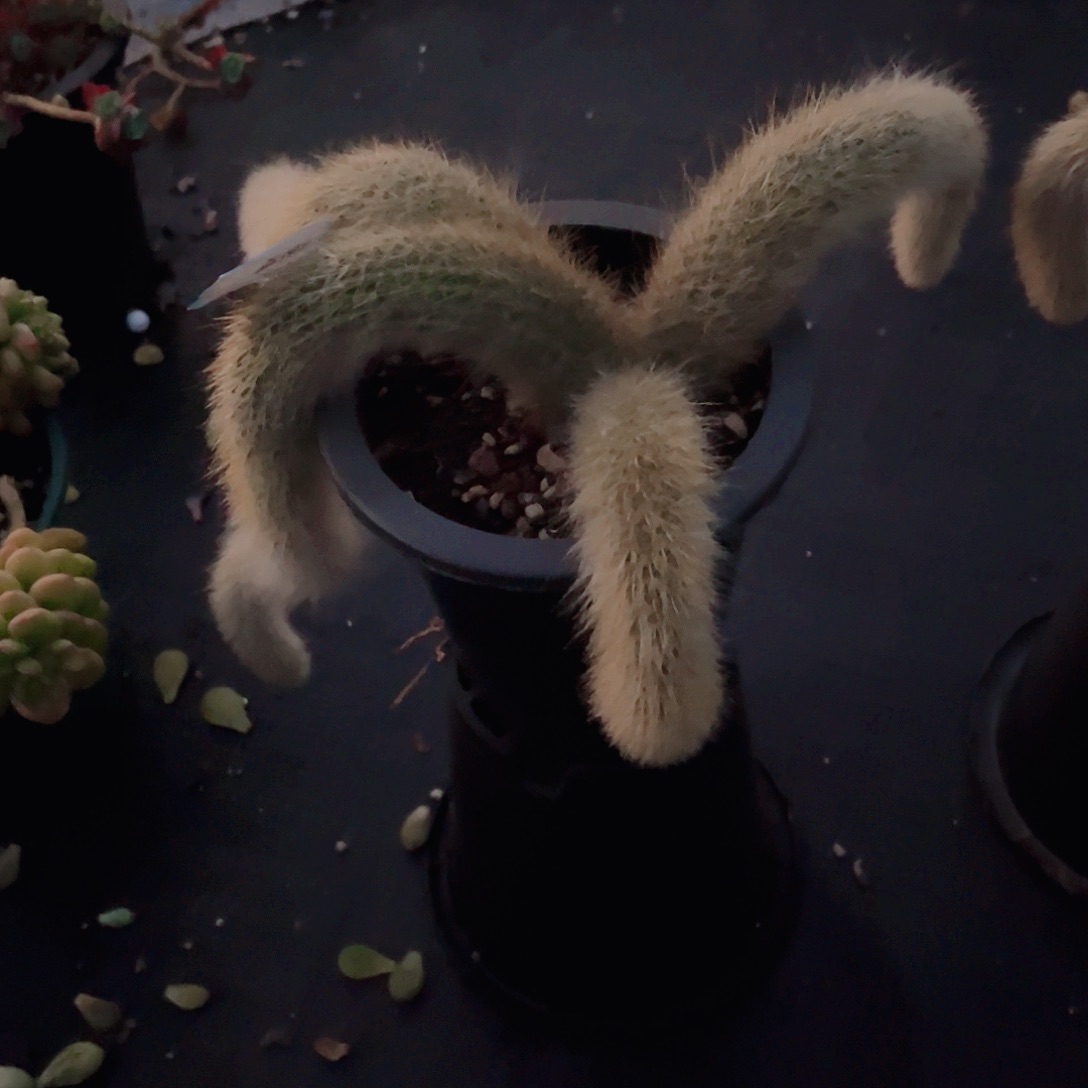 细**香九尾狐一颗脱土发货