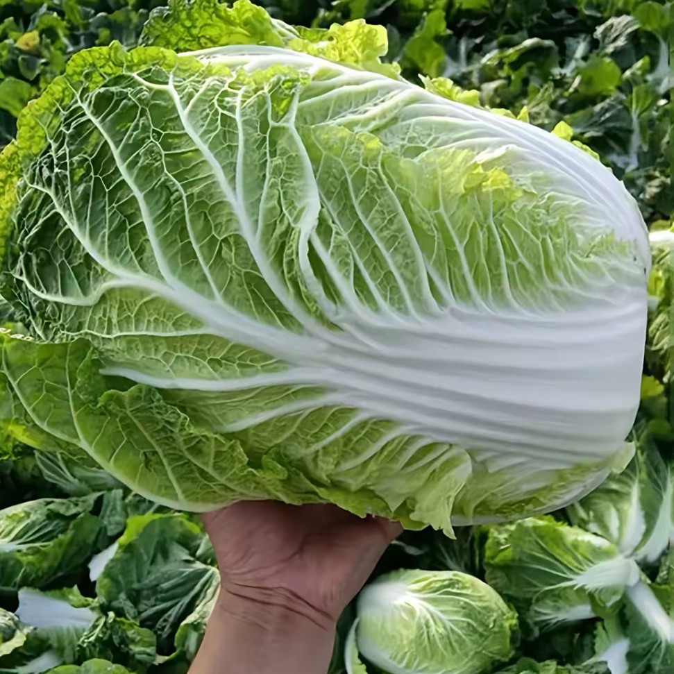 湖南湘西农家自产大白菜