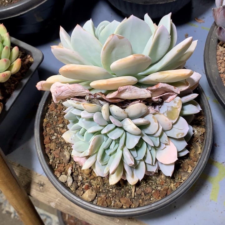 雪特缀化，一物一拍