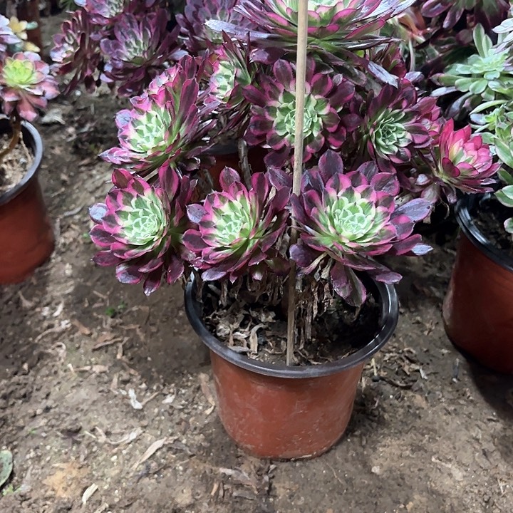 多肉植物法师天合80