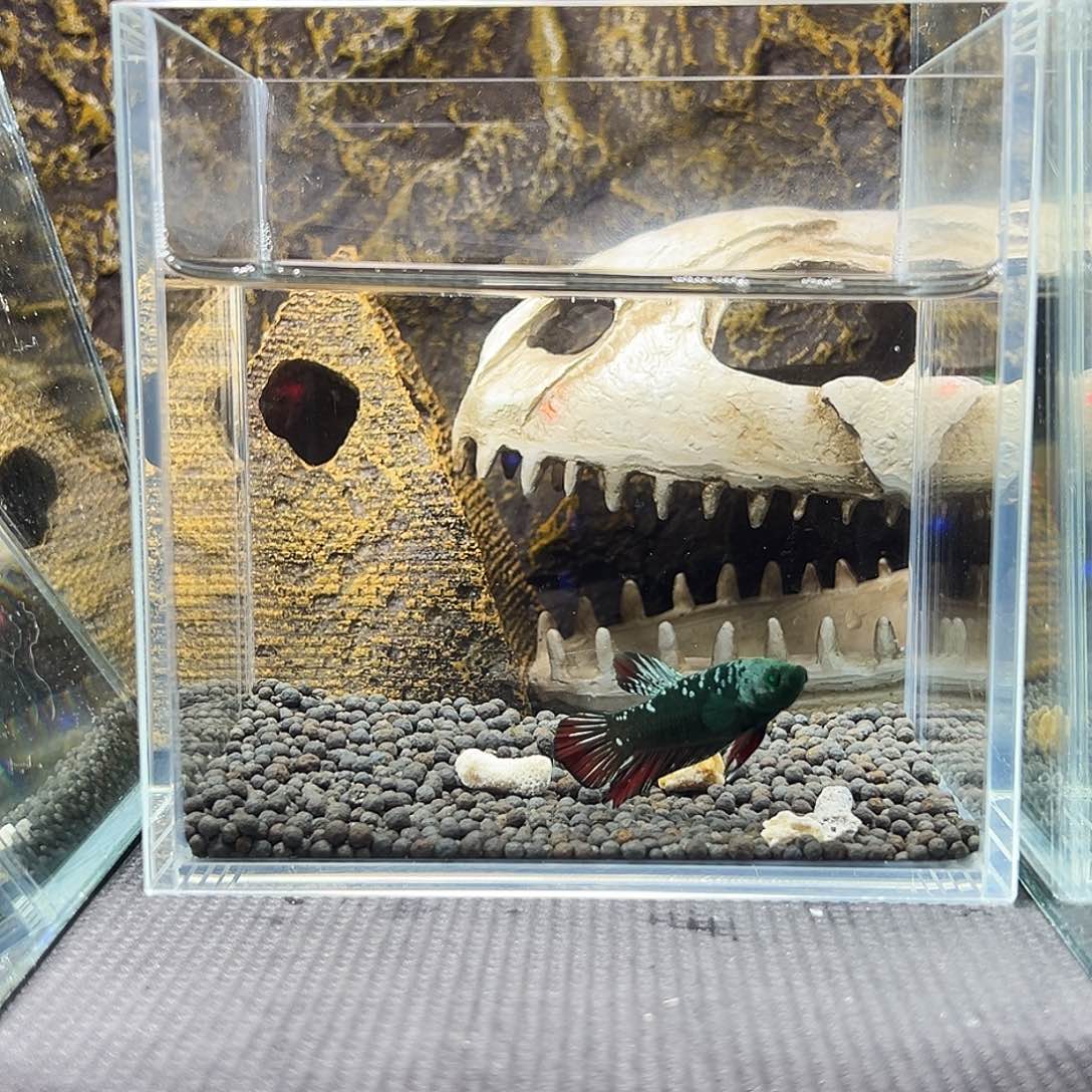 斗鱼精品精品精品精品精品精品