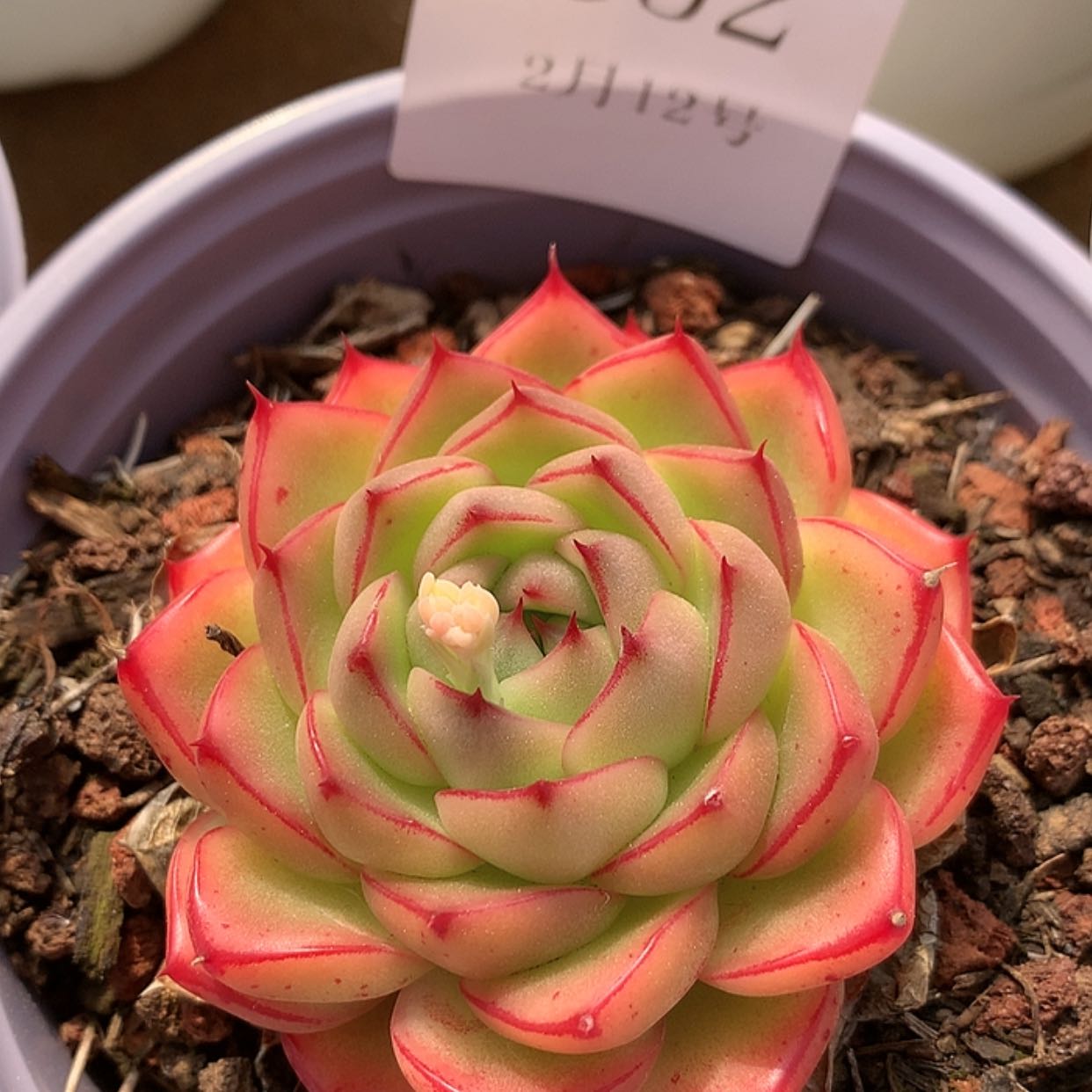 【闪购商品】云352