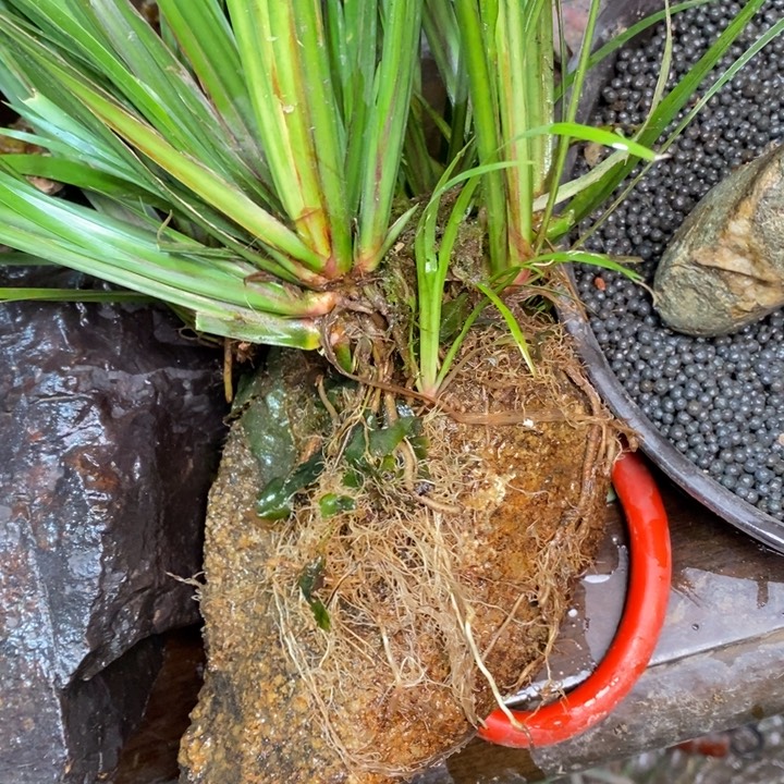 小***Z无花朵石菖蒲在哪都