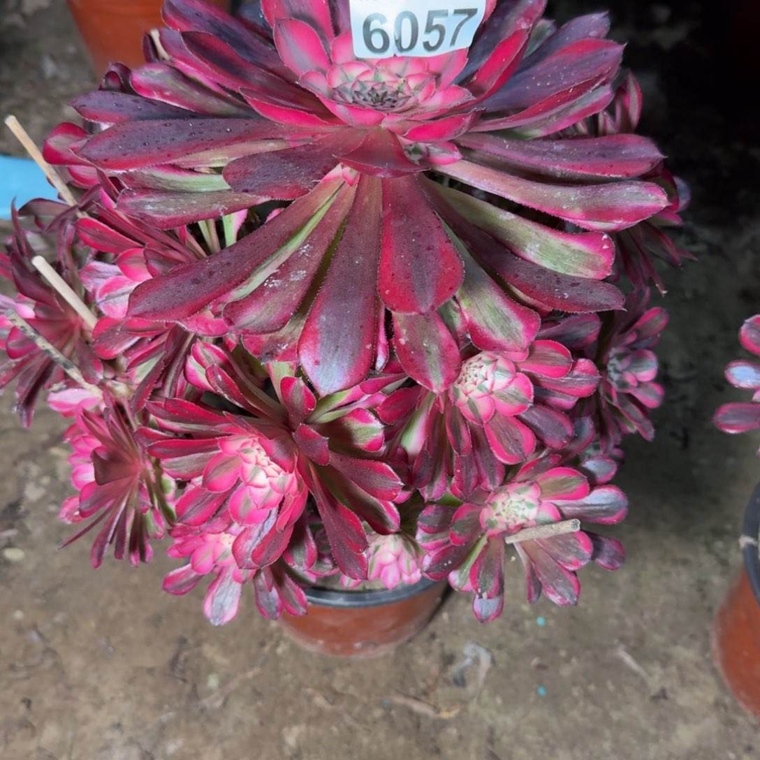 6057同白多肉植物