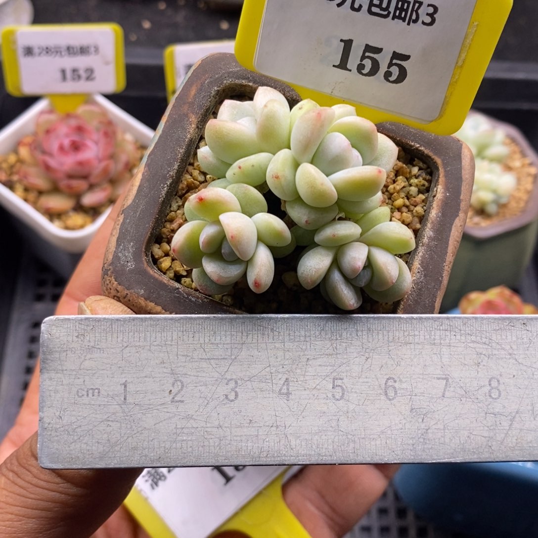 3155丸叶冰玉小树