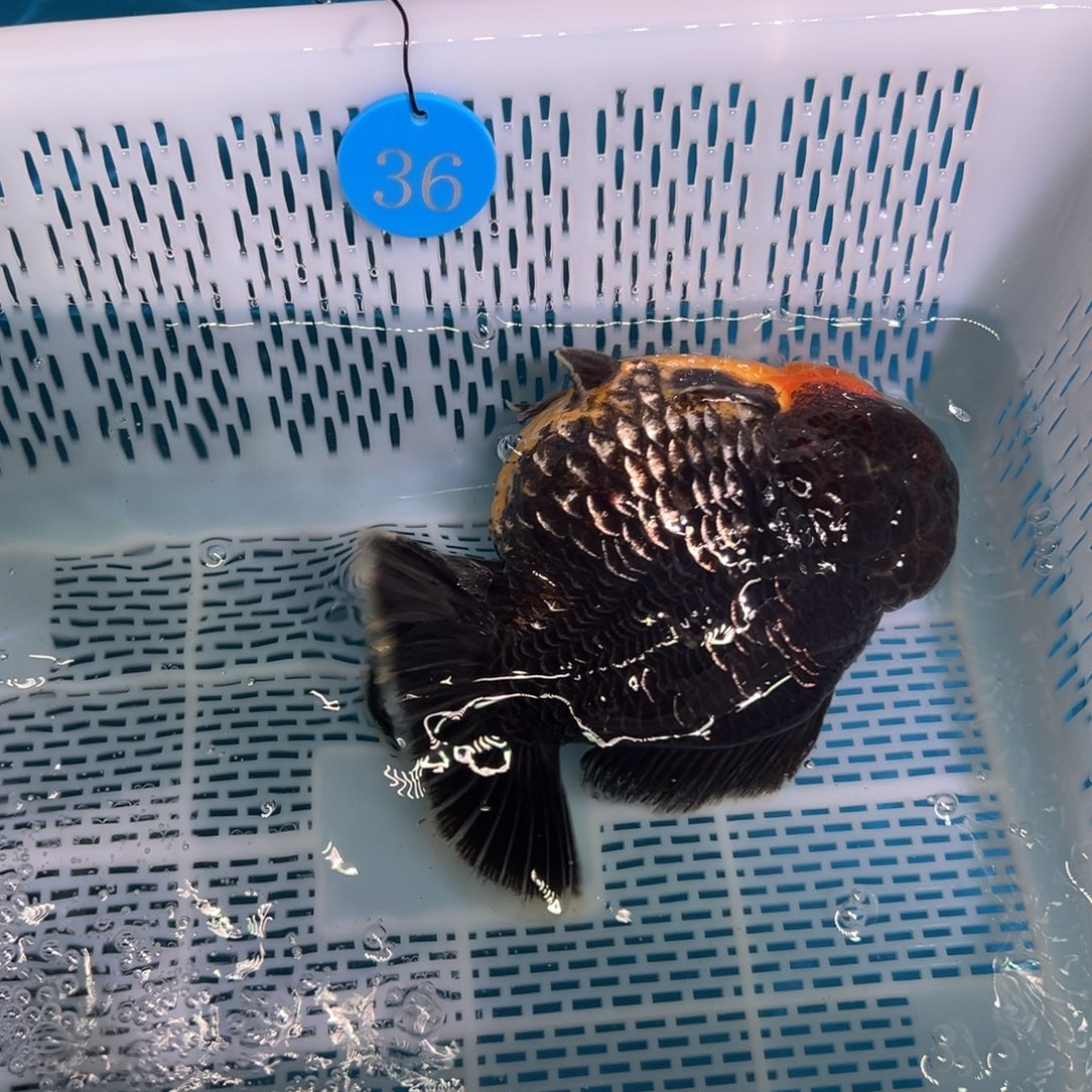 神***_金鱼你好吗我好想你